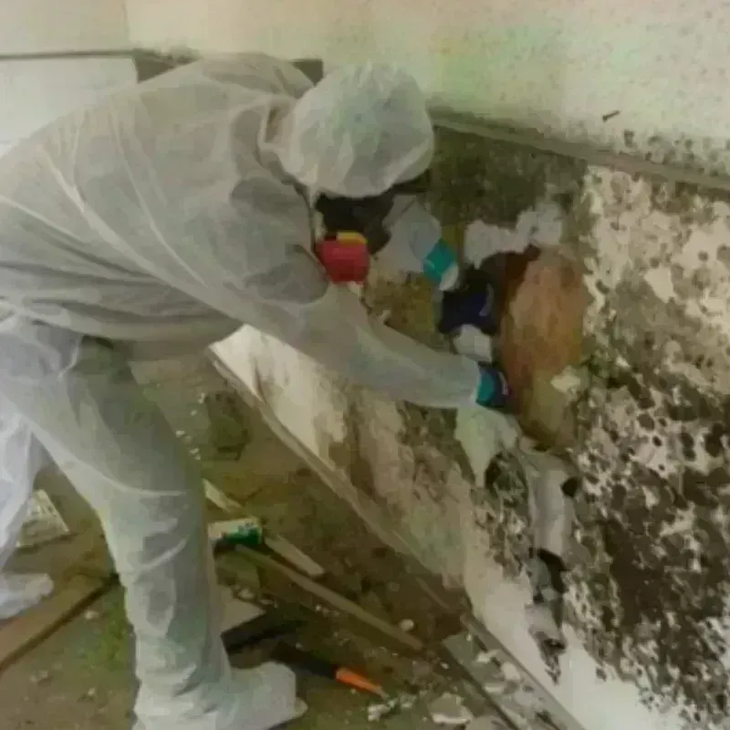 Mold Remediation and Removal in Anson, TX